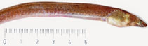 Image of Dalophis imberbis (Armless snake eel)