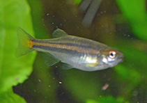 Image of Danio jaintianensis 