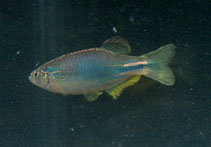 Image of Danio kerri (Blue danio)