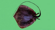 Image of Hemitrygon navarrae (Blackish stingray)