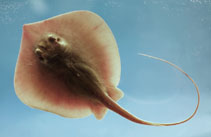 Image of Hypanus sabinus (Atlantic stingray)