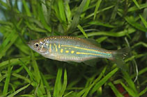 Image of Devario aequipinnatus (Giant danio)