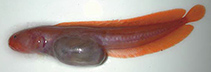 Image of Dermatopsoides andersoni (Anderson\