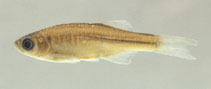 Image of Devario chrysotaeniatus 