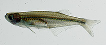 Image of Denticeps clupeoides (Denticle herring)