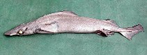 Image of Deania hystricosa (Rough longnose dogfish)