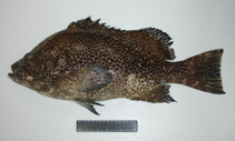 Image of Dermatolepis inermis (Marbled grouper)