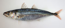 Image of Decapterus kurroides (Redtail scad)