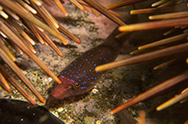 Image of Dellichthys morelandi (Urchin clingfish)