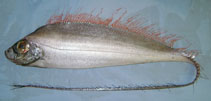 Image of Desmodema polystictum (Polka-dot ribbonfish)