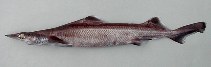 Image of Deania profundorum (Arrowhead dogfish)