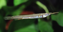 Image of Dermogenys pusilla (Wrestling halfbeak)