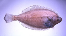 Image of Dexistes rikuzenius (Rikuzen flounder)