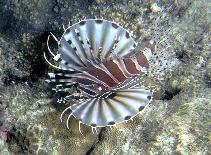 Image of Dendrochirus zebra (Zebra turkeyfish)