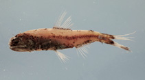 Image of Diaphus adenomus (Gilbert\