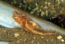Image of Diplecogaster bimaculata (Two-spotted clingfish)