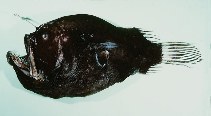 Image of Diceratias bispinosus (Two-rod anglerfish)