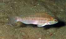 Image of Diplectrum bivittatum (Dwarf sand perch)