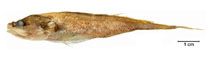 Image of Diplacanthopoma brachysoma 