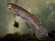 Image of Aphyosemion cyanostictum (Gabon jewelfish)