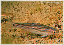 Image of Dionda diaboli (Devils River minnow)