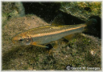 Image of Dionda episcopa (Roundnose minnow)