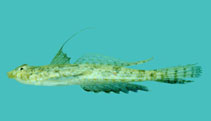 Image of Diplogrammus goramensis (Goram dragonet)