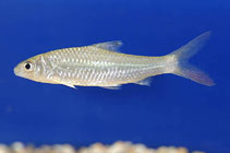 Image of Discherodontus halei 