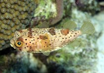 Image of Diodon holocanthus (Longspined porcupinefish)