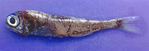 Image of Diaphus holti (Small lantern fish)