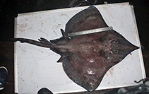 Image of Dipturus johannisdavisi (Travancore skate)