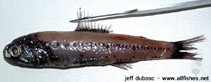 Image of Diaphus kapalae (Kapala lanternfish)
