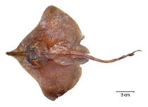 Image of Dipturus leptocauda (Thintail skate)