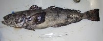 Image of Dissostichus mawsoni (Antarctic toothfish)