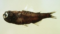 Image of Diaphus metopoclampus (Spothead lantern fish)
