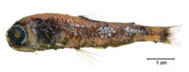 Image of Diaphus mollis (Soft lanternfish)