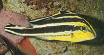 Image of Diagramma pictum (Painted sweetlips)