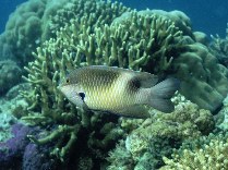 Image of Dischistodus prosopotaenia (Honeyhead damsel)