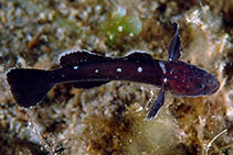 Image of Didogobius schlieweni (Andromeda goby)