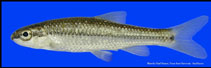 Image of Dionda serena (Nueces roundnose minnow)