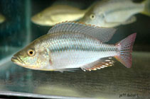 Image of Dimidiochromis strigatus (Haplochromis sunset)