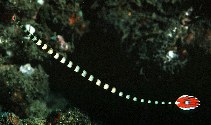 Image of Dunckerocampus dactyliophorus (Ringed pipefish)