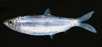 Image of Dussumieria acuta (Rainbow sardine)