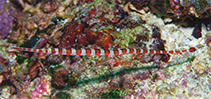 Image of Dunckerocampus boylei (Broad-banded Pipefish)