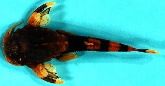 Image of Dupouyichthys sapito 