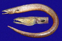 Image of Echiophis brunneus (Fangjaw eel)