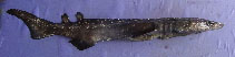 Image of Echinorhinus brucus (Bramble shark)