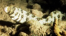 Image of Echidna nebulosa (Starry moray)