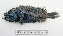 Image of Ectreposebastes niger (Pelagic scorpionfish)