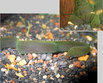 Image of Echidna rhodochilus (Pink-lipped moray eel)